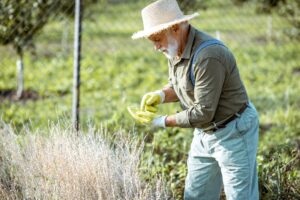 Senior man collecting watercress seeds on the garden