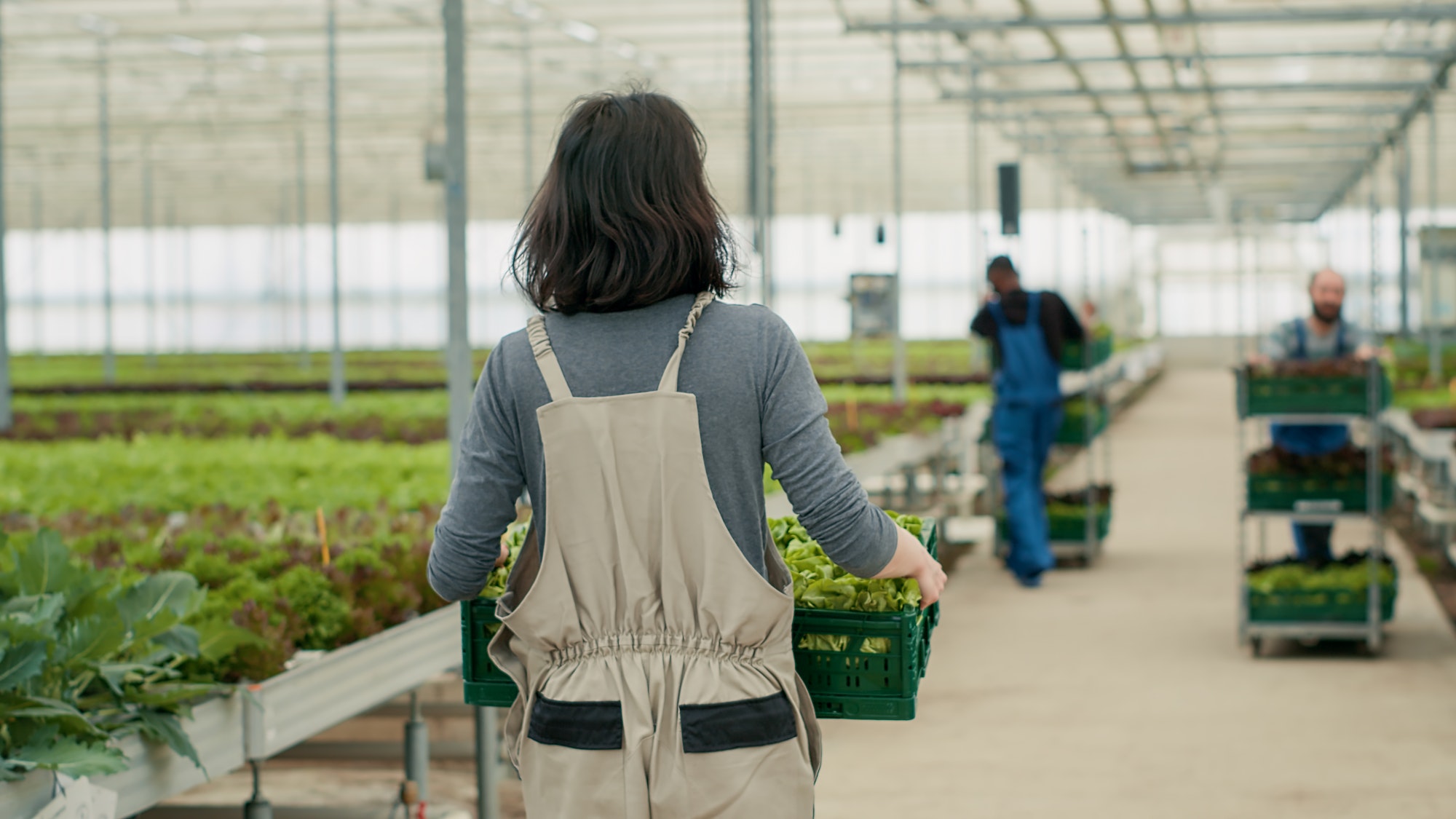 View from the back of caucasian vegetables picker holding crate with lettuce in organic farm for