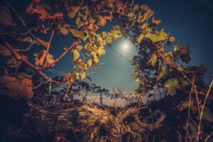 Vineyard with autumn foliage